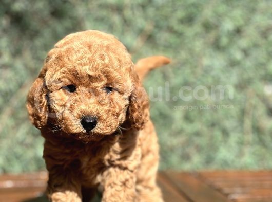 Mini Boy Orjinal Poodle Yavrular