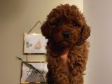 Sağlık Ve Ömür Boyu Irk Garantili Poodle Yavrularımız