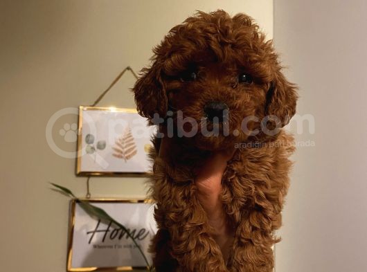 Sağlık Ve Ömür Boyu Irk Garantili Poodle Yavrularımız görsel