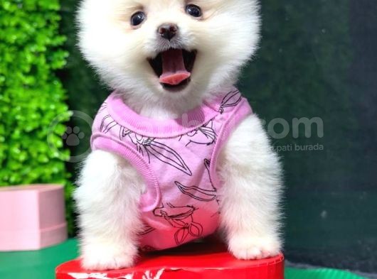 Evinizin Neşesi Dişi Pomeranian Boo Yavrularımız görsel