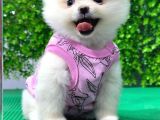 Evinizin Neşesi Dişi Pomeranian Boo Yavrularımız
