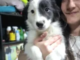 Border Collie Yavrular (Bursa Köpek Okulu)