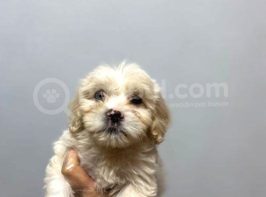 Sevi̇mli̇ Malti̇poo Yavrulari