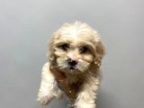Sevi̇mli̇ Malti̇poo Yavrulari
