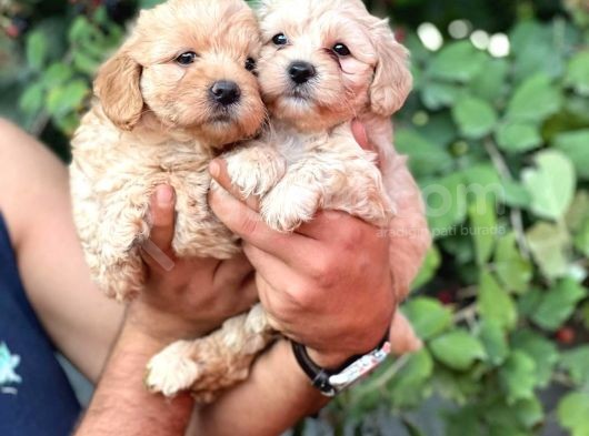 Irk Garantili Maltipoo görsel