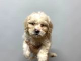 Sevi̇mli̇ Malti̇poo Yavrulari