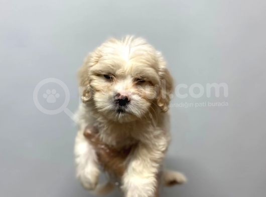 Sevi̇mli̇ Malti̇poo Yavrulari görsel