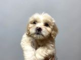 Sevi̇mli̇ Malti̇poo Yavrulari