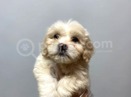 Sevi̇mli̇ Malti̇poo Yavrulari görsel