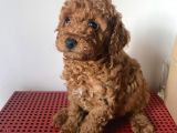 Orji̇nal Toy Poodle