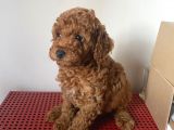 Orji̇nal Toy Poodle