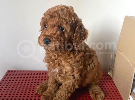 Orji̇nal Toy Poodle görsel