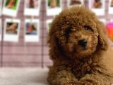 Irkinin En Güzel Toy Poodle Yavrulari
