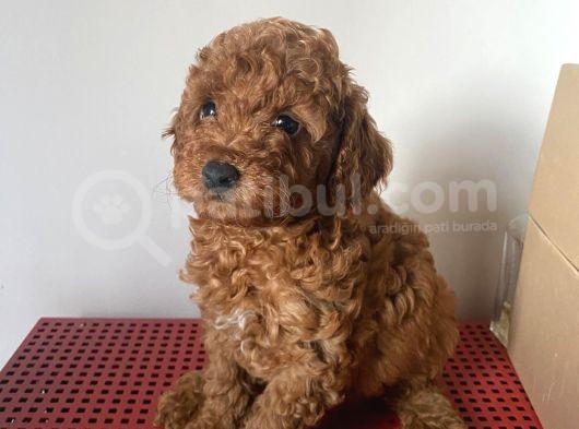 Orji̇nal Toy Poodle görsel