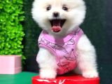 Safkan Pomerani̇an Boo
