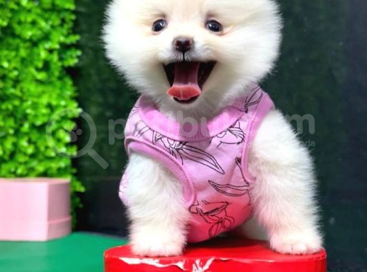 Safkan Pomerani̇an Boo görsel