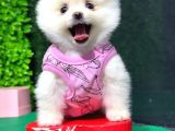 Safkan Pomerani̇an Boo