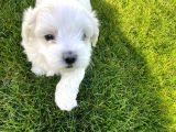 Orji̇nal Maltese Terri̇er