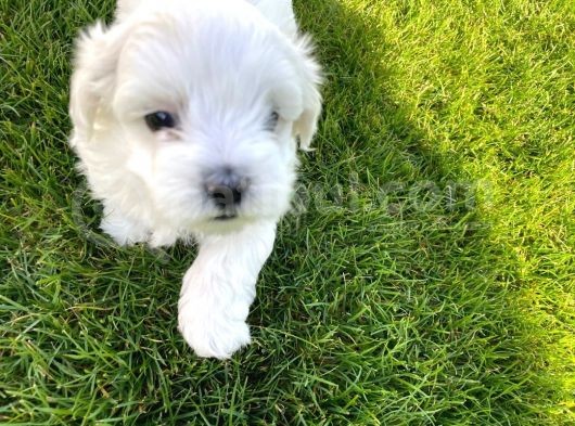 Orji̇nal Maltese Terri̇er görsel