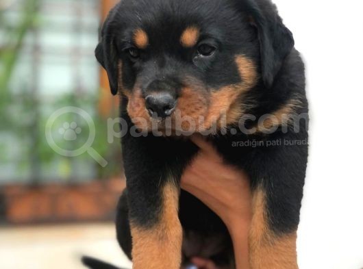 Son Dişi Yavrular Rottweiler görsel
