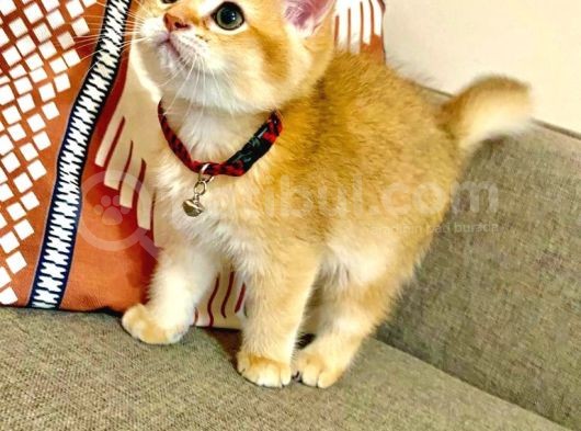Üst Düzey  Gen Hatti Golden Bebekler görsel