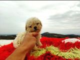Malti̇po Ci̇nsi̇