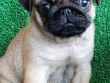 Türki̇ye Ni̇n En Muhteşem Dişi Ve Erkek Pug Yavrulari