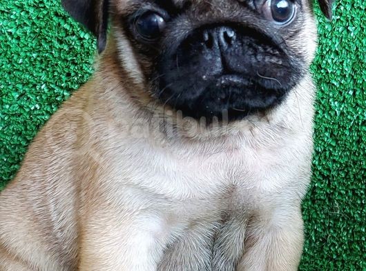 Türki̇ye Ni̇n En Muhteşem Dişi Ve Erkek Pug Yavrulari