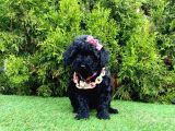 Nadir Renk Black Toy Poodle Yavrular
