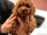Red Brown Toy Poodle  Erkek Satilik