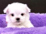 Sıfır Numara Maltese Mini Boy Yavrular