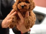 Red Brown Toy Poodle  Erkek Satilik