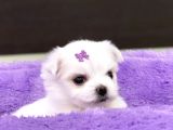 Sıfır Numara Maltese Mini Boy Yavrular