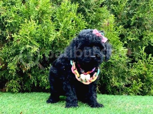 Nadir Renk Black Toy Poodle Yavrular görsel