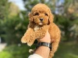 Red Aşili Poodle Bebeği̇mi̇z