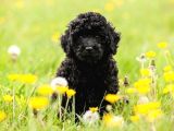 Si̇yah İnci̇ Poodle Bebeği̇mi̇z