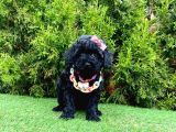 Nadir renk Black Toy Poodle Yavrular