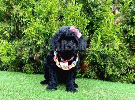 Nadir Renk Black Toy Poodle Yavrular
