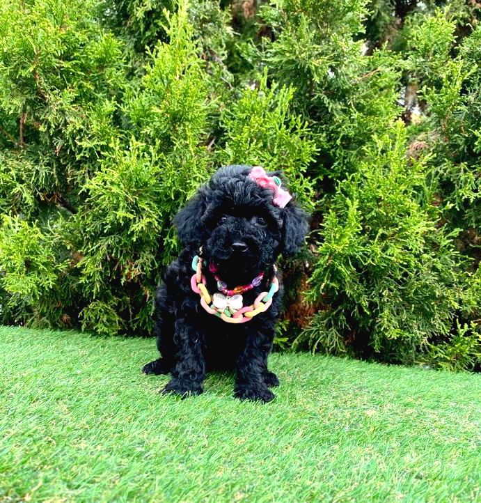 Poodle Poodle Istanbul