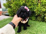 Nadir Renk Black Toy Poodle Yavrular