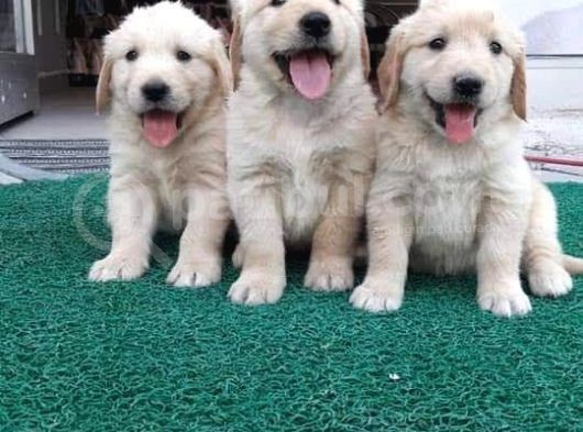 Golden Retti̇ever