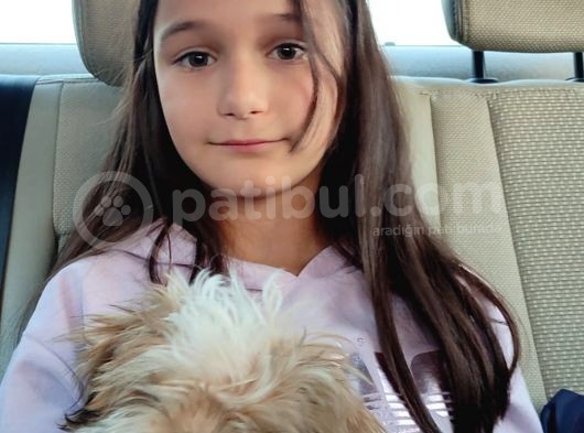 Dişi Shih Tzu Yavrumuz görsel