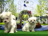 Maltese Terri̇er Yavrusu