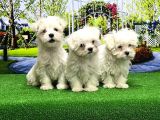 Maltese Terri̇er Yavrusu