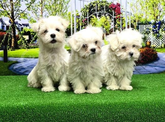 Maltese Terri̇er Yavrusu görsel