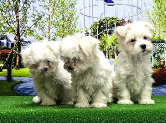 Maltese Terri̇er Yavrusu görsel
