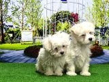 Maltese Terri̇er Yavrusu