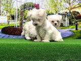 Maltese Terri̇er Yavrusu