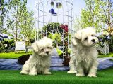 Maltese Terri̇er Yavrusu