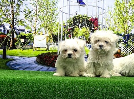 Maltese Terri̇er Yavrusu görsel